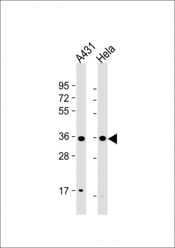 CDK7 Antibody (Internal)