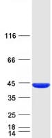 Human PANK3 Protein (Recombinant Myc-DDK (Flag))