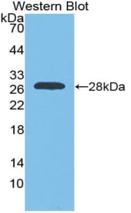 MYOG / Myogenin Antibody (aa4-219)