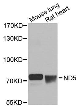 MT-ND5 Antibody