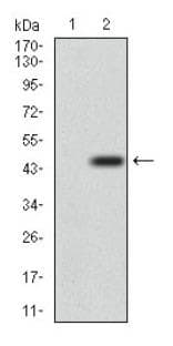 Monoclonal Mouse anti-Human DNM1L / DRP1 Antibody (clone 4E11B11, aa100-250, IHC, WB)