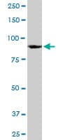 HnRNP U Antibody (clone 4G11)