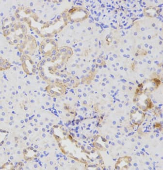 ATG16L1 / ATG16L Antibody