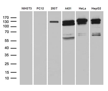 Monoclonal Mouse anti-Human ARHGEF18 Antibody (clone OTI4B5, aa118-215, WB)