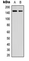 GAK Antibody (N-Terminus)