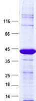 Human ARPC4 Protein (Recombinant GST, N-terminus + His, C-terminus)