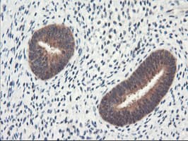 NLN / Neurolysin Antibody (clone OTI3A12)