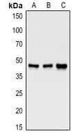 GSK3B / GSK3 Beta Antibody