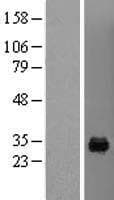 MAF1 Protein (Over-Expression Lysate Myc-DDK (Flag))