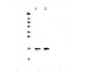 COXIV / COX4 Antibody