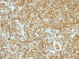 CD45RB Antibody (clone PTPRC/1147)
