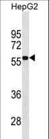 Monoclonal Mouse anti-Human CD33 Antibody (clone 574CT16.4.4, aa337-364, IF, WB)