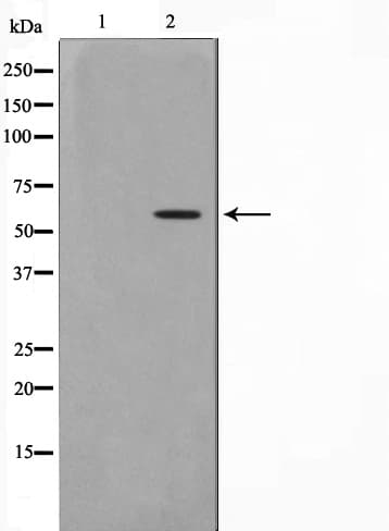 TRAF6 Antibody