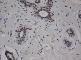 Monoclonal Mouse anti-Human JUN / c-Jun Antibody (clone OTI9F5, IHC, WB)