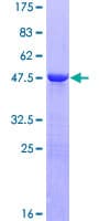 Human PPP1R14C / KEPI Protein (Recombinant GST)
