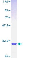 Human POLD4 Protein (Recombinant GST)