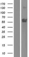 ZNF837 Protein (Over-Expression Lysate Myc-DDK (Flag))