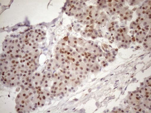 TCEAL1 Antibody (clone OTI2G10)