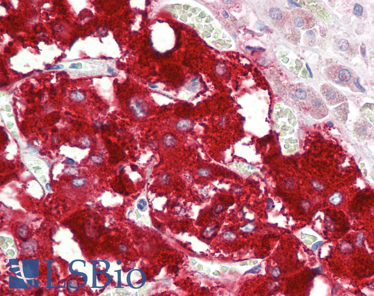 IHC-plus™ DBH/Dopamine Beta Hydroxylase Antibody (aa437-448)
