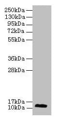 RPL30 / Ribosomal Protein L30 Antibody
