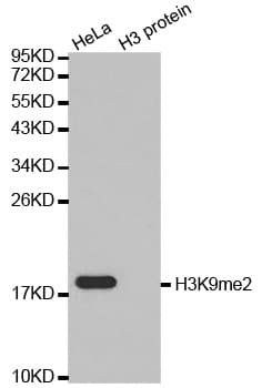 Histone H3 Antibody (Di-Methyl-Lys9)