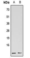GNG5 Antibody (N-Terminus)