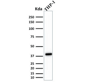 Monoclonal Mouse anti-Human SPI1 / PU.1 Antibody (clone PU1/2146, IHC, WB)