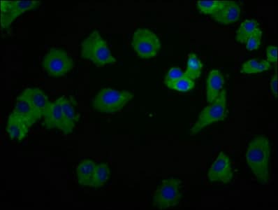 SYK Antibody