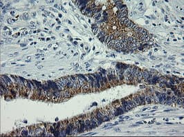 ARMC1 Antibody (clone OTI2G8, Carrier-free)
