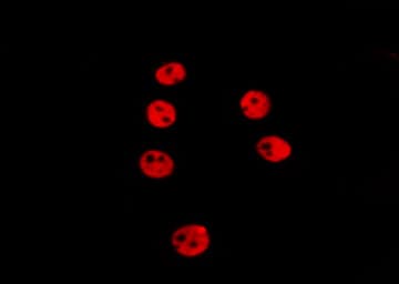 CCNA1 / Cyclin A1 Antibody