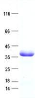 Human CLUAP1 Protein (Recombinant DDK,C-terminus)