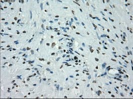PRKY Antibody (clone OTI3E10, Carrier-free)