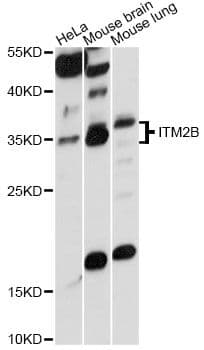 ABRI / ITM2B Antibody