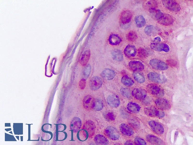 IHC-plus™ RORA / ROR Alpha Antibody (Hinge Domain)