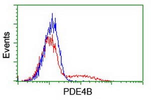PDE4B Antibody (clone OTI2B10)