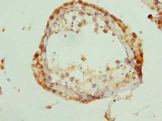 NASP Antibody