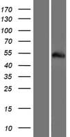 TRIM77 Protein (Over-Expression Lysate Myc-DDK (Flag))