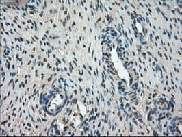 KIND2 / FERMT2 Antibody (clone 25A4, Carrier-free)