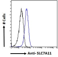 PathPlus™ SLC7A11 / XCT Antibody (aa215-229)