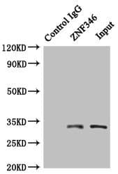 ZNF346 Antibody (aa1-294)