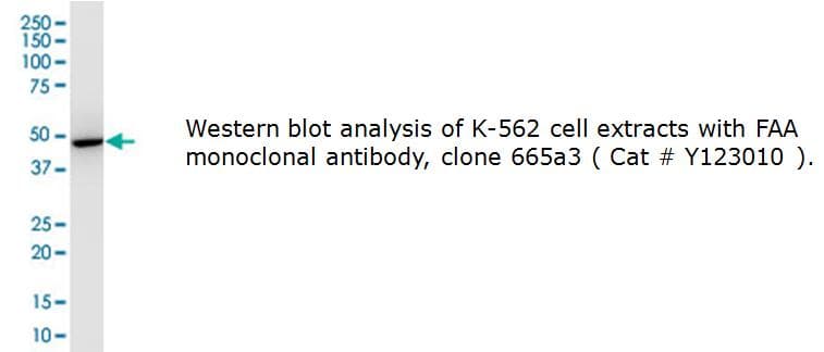 IHC-plus™ FAH Antibody