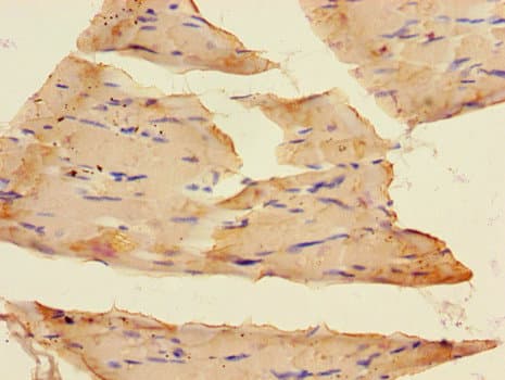 SLC37A1 Antibody