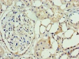 ASH2L / ASH2 Antibody (aa1-534)
