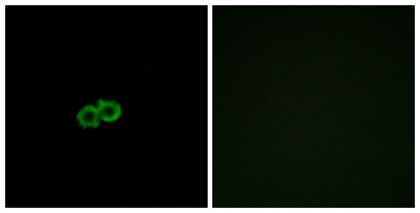 GPR142 Antibody