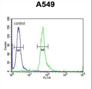 Polyclonal Rabbit anti-Human HEMK1 Antibody (aa311-338, IHC, WB)