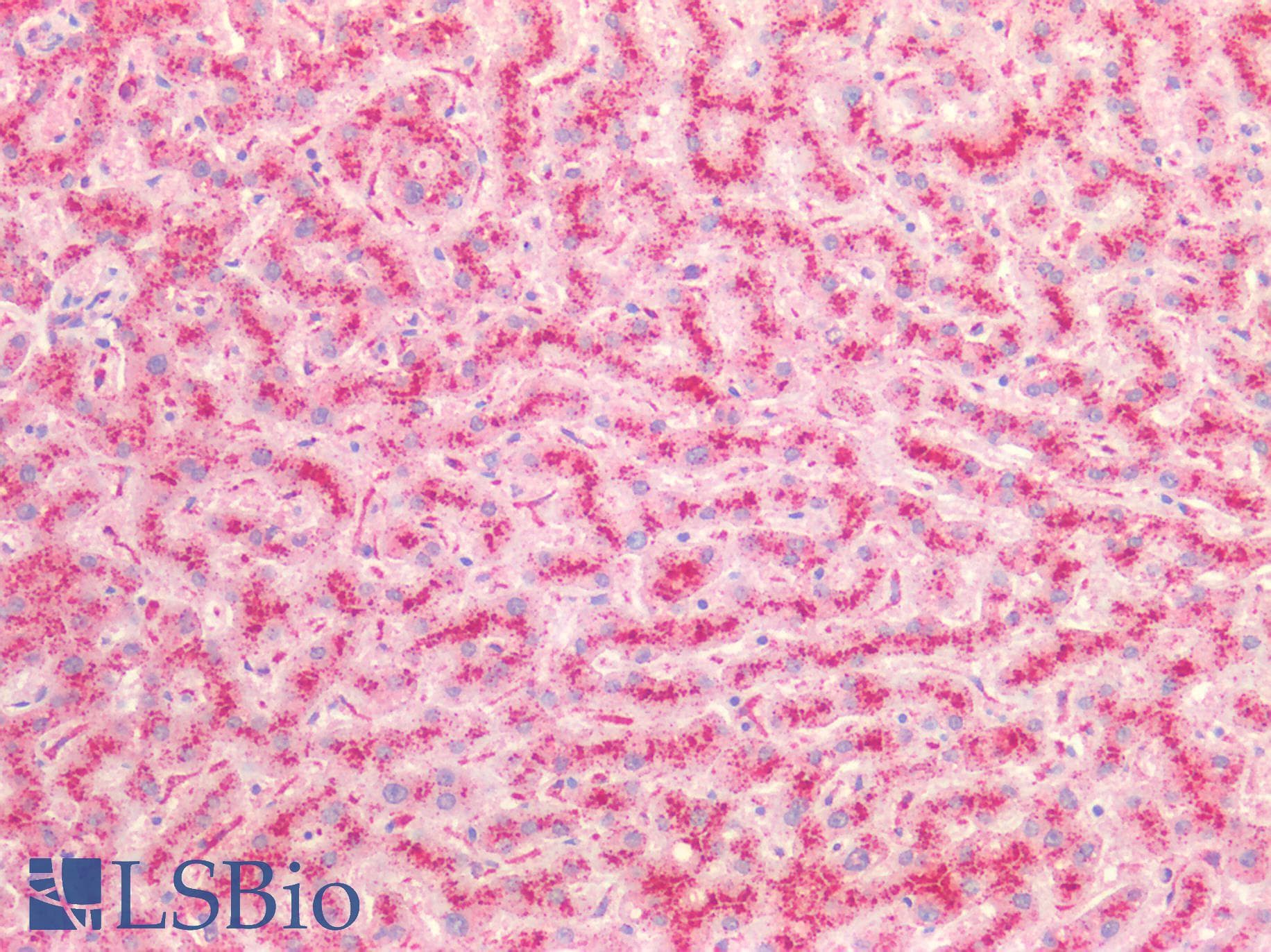 PathPlus™ Polyclonal Rabbit anti-Human CTSB / Cathepsin B Antibody (Internal, IHC, WB)