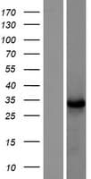 TNFAIP8L3 Protein (Over-Expression Lysate Myc-DDK (Flag))
