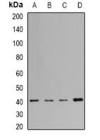 H2AFY / MACROH2A1 Antibody