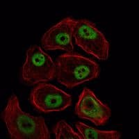PSMC1 Antibody (clone 5B6)