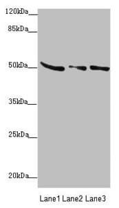 SUCLA2 Antibody